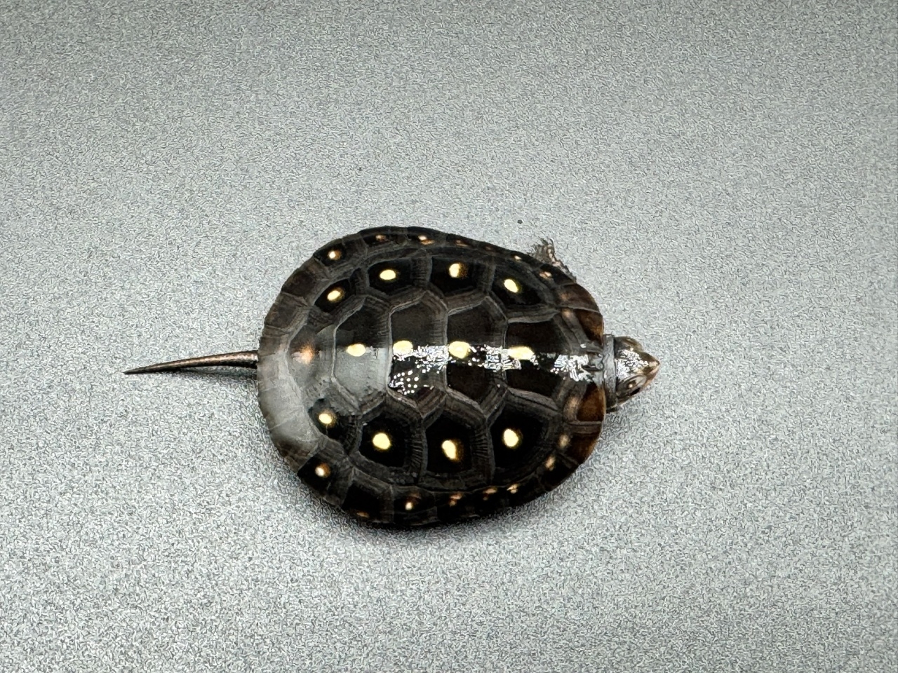 キボシイシガメ　Ｇ(1)