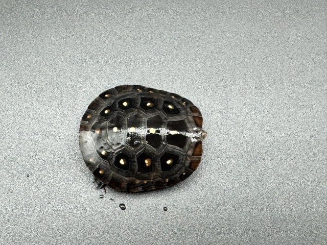 キボシイシガメ　Ｋ