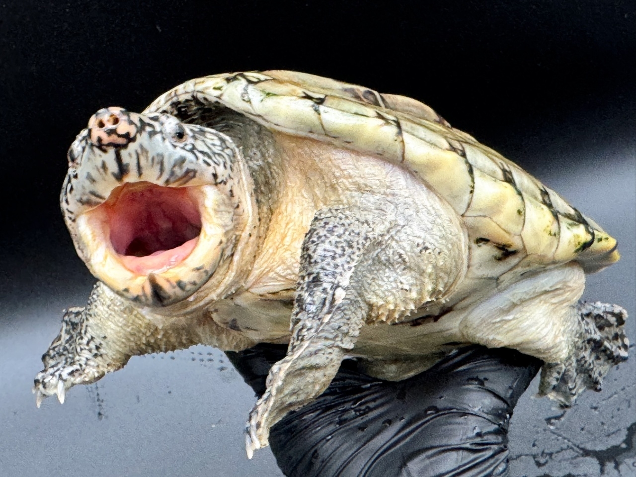 ジャイアントマスクタートル（ホワイトマーブル）　Ｂ(4)