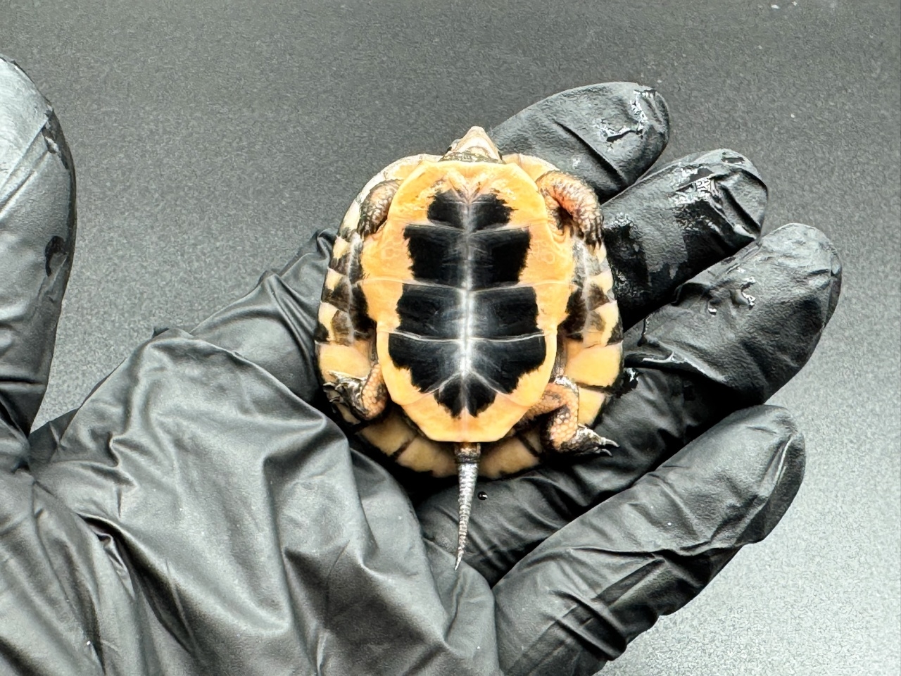 キボシイシガメ　Ｌ(4)