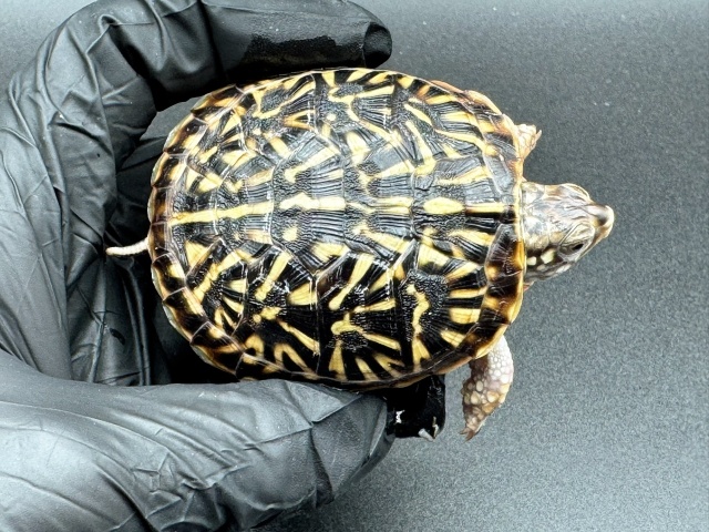 キタニシキハコガメ　Ｄ
