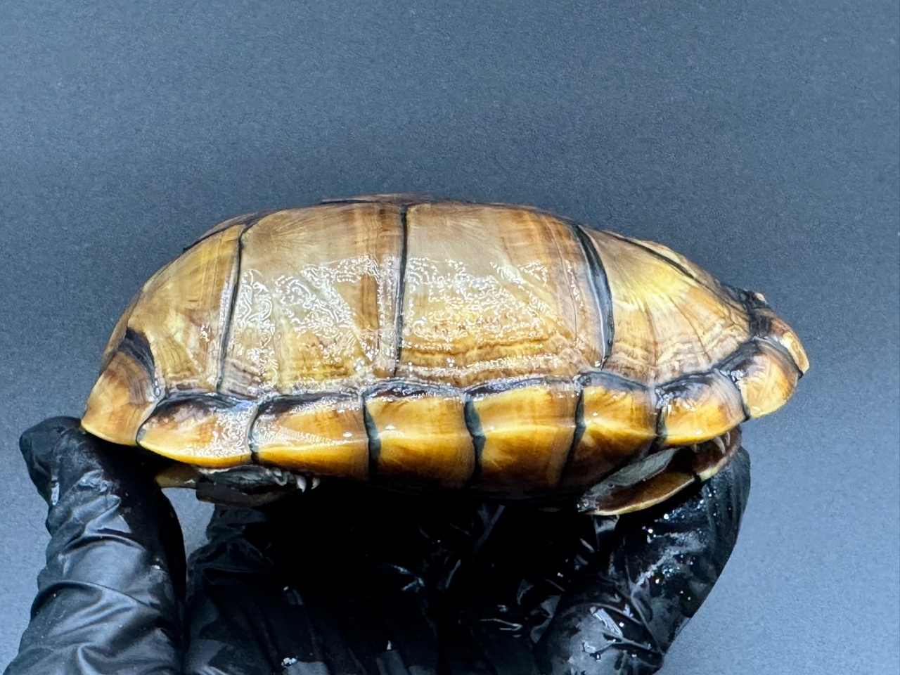 アラモスドロガメ　Ｈ(2)