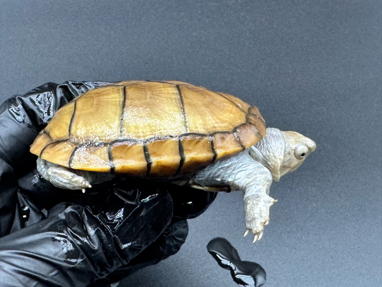 アラモスドロガメ　Ｂ(2)