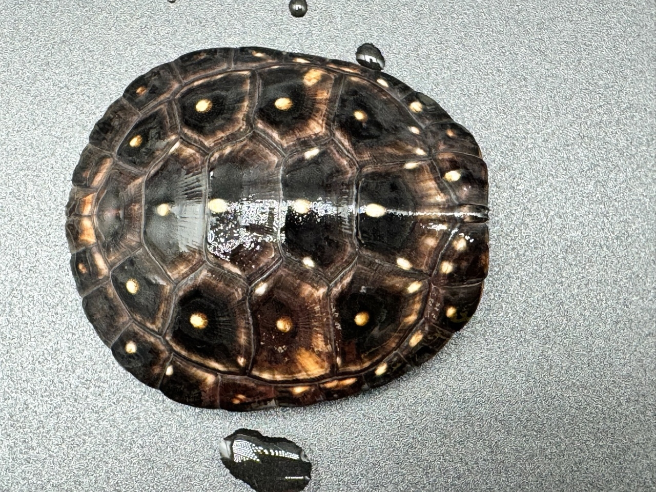 キボシイシガメ　Ｈ(1)