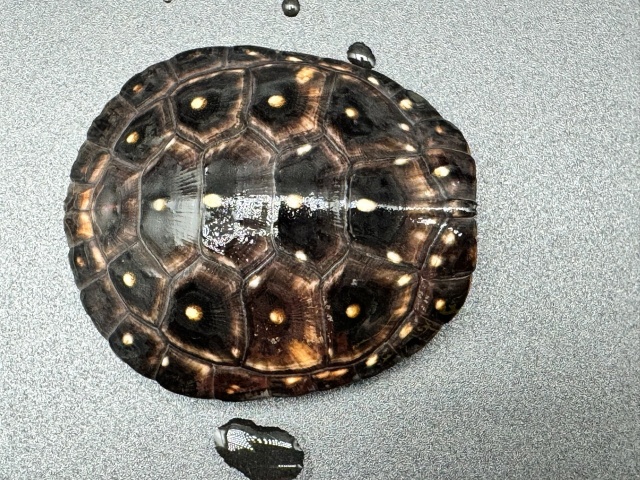 キボシイシガメ　Ｈ