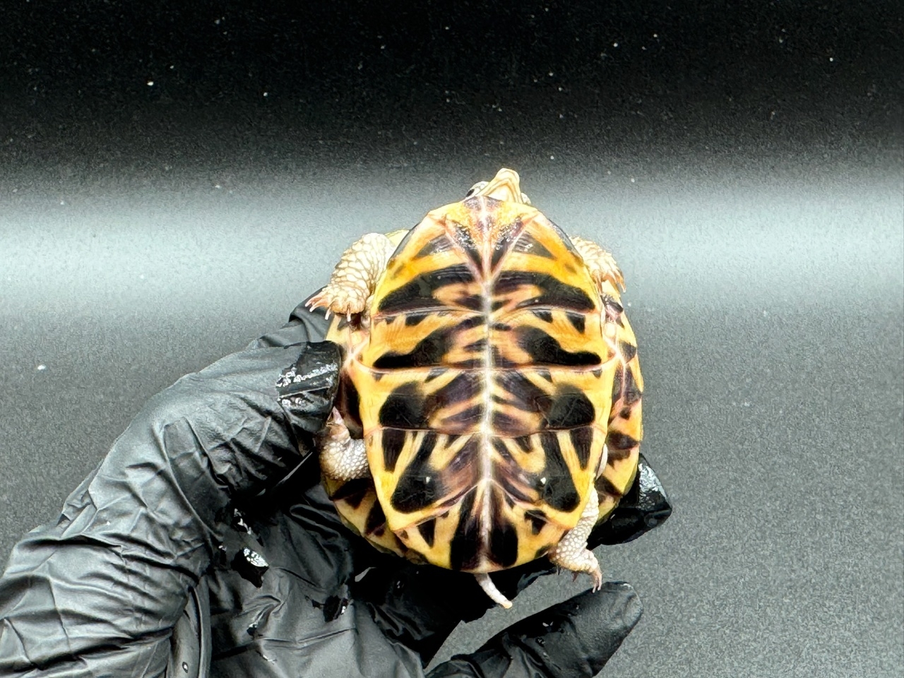 キタニシキハコガメ　Ｄ(4)