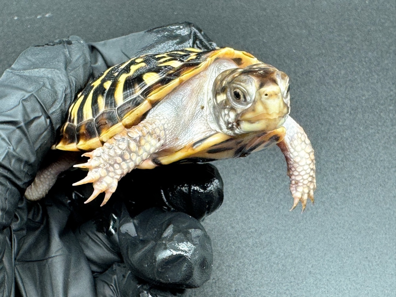 キタニシキハコガメ　Ｂ(3)