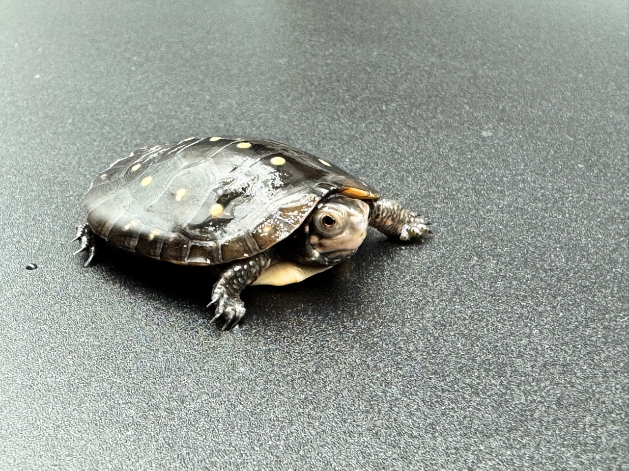 キボシイシガメ　Ｉ(3)