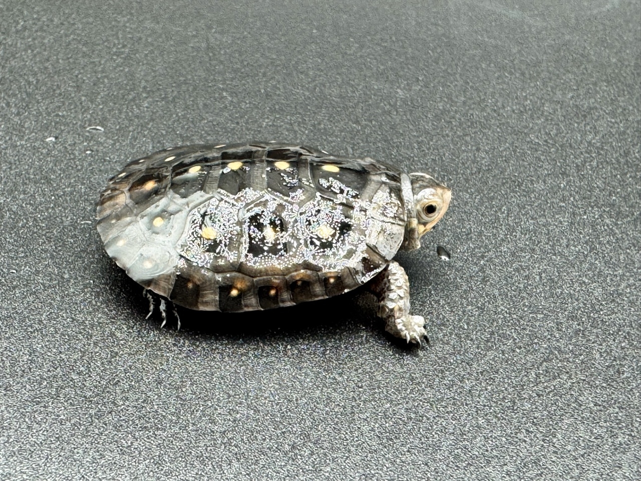 キボシイシガメ　Ｂ(2)