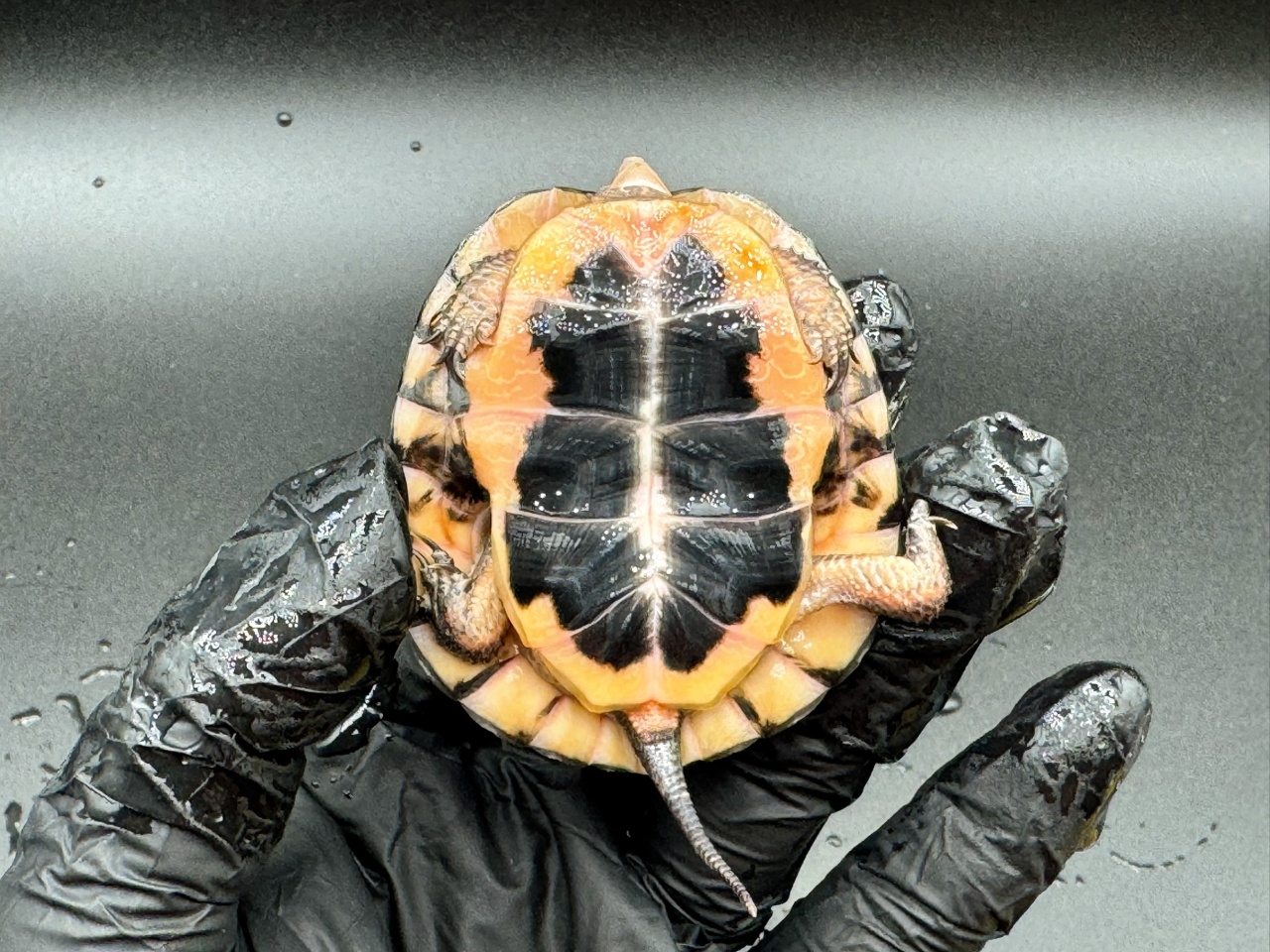 キボシイシガメ　Ｇ(4)