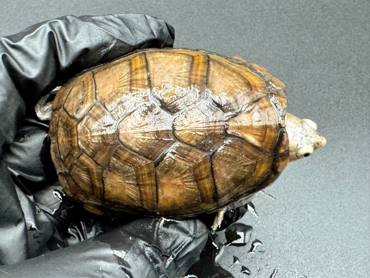 アラモスドロガメ　Ａ(1)