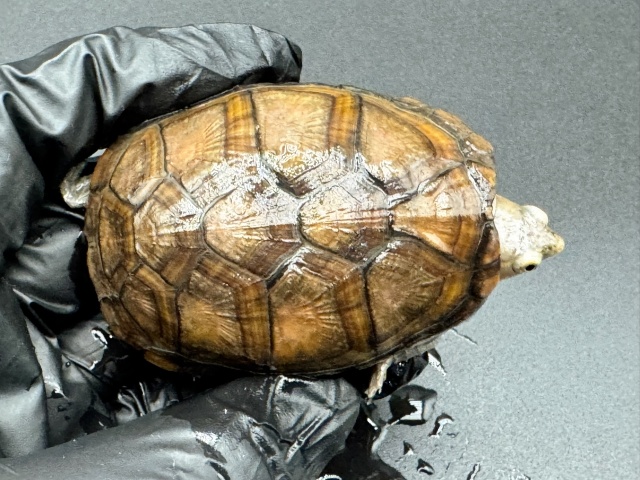 アラモスドロガメ　Ａ