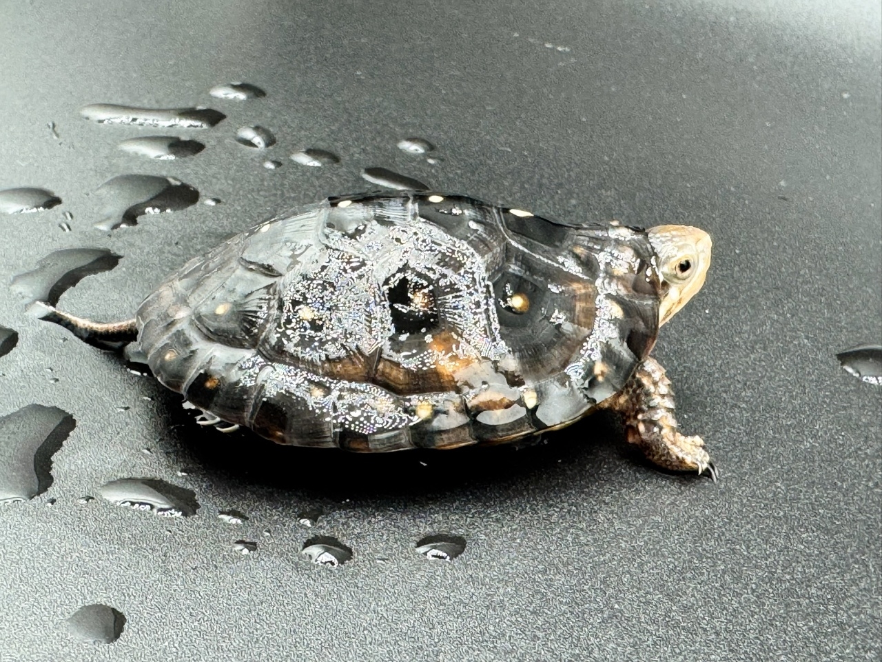 キボシイシガメ　Ｋ(2)