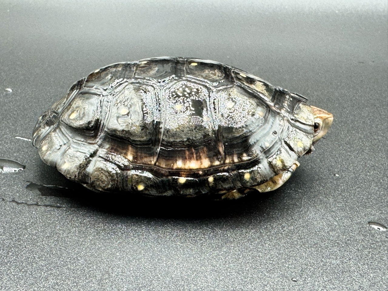 キボシイシガメ　Ｍ(2)