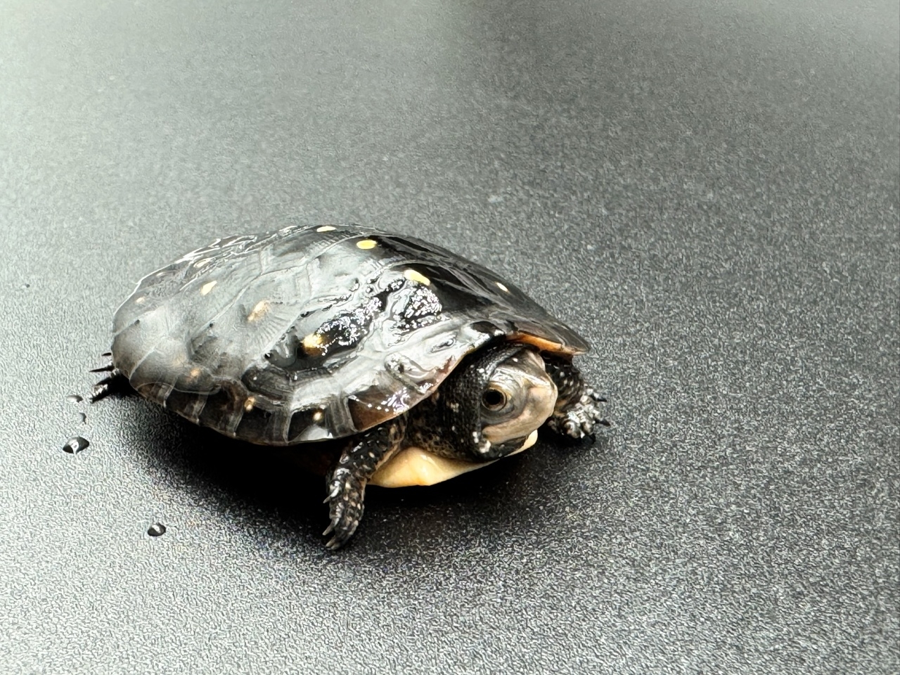 キボシイシガメ　Ｋ(3)