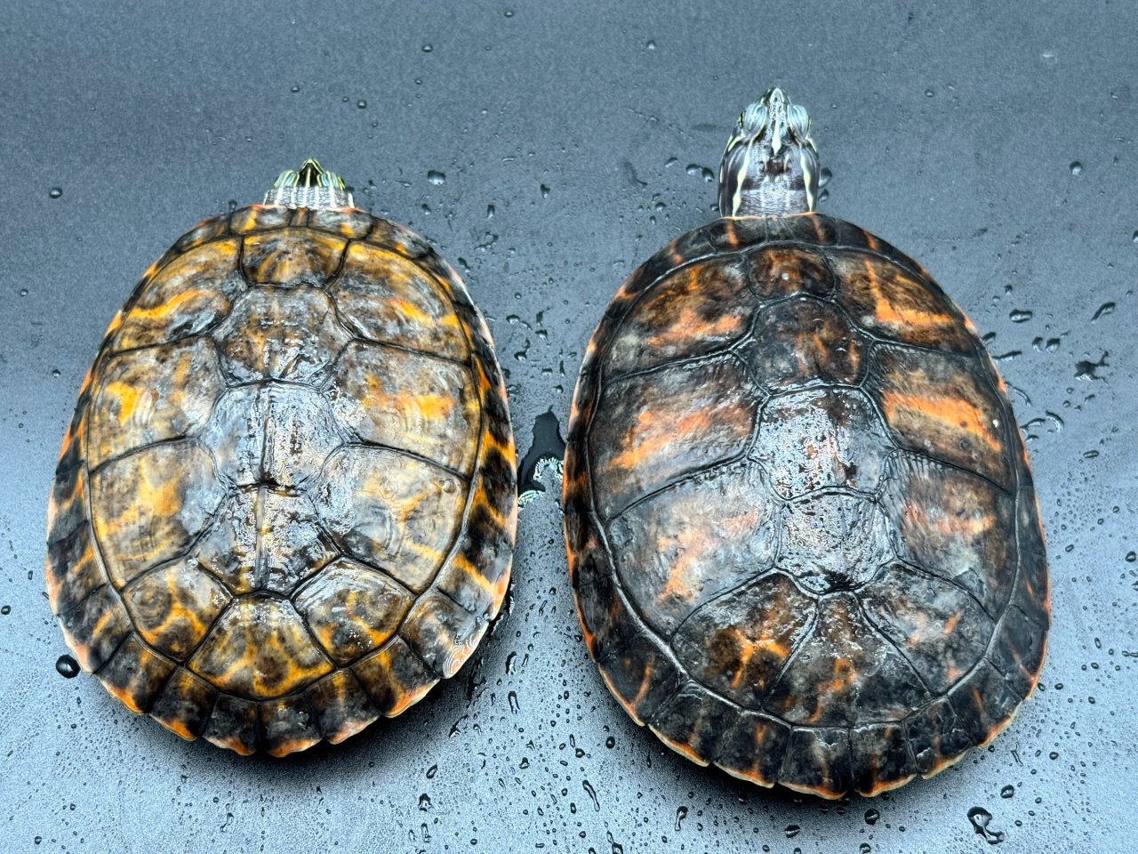 アバラマアカハラガメ(1)