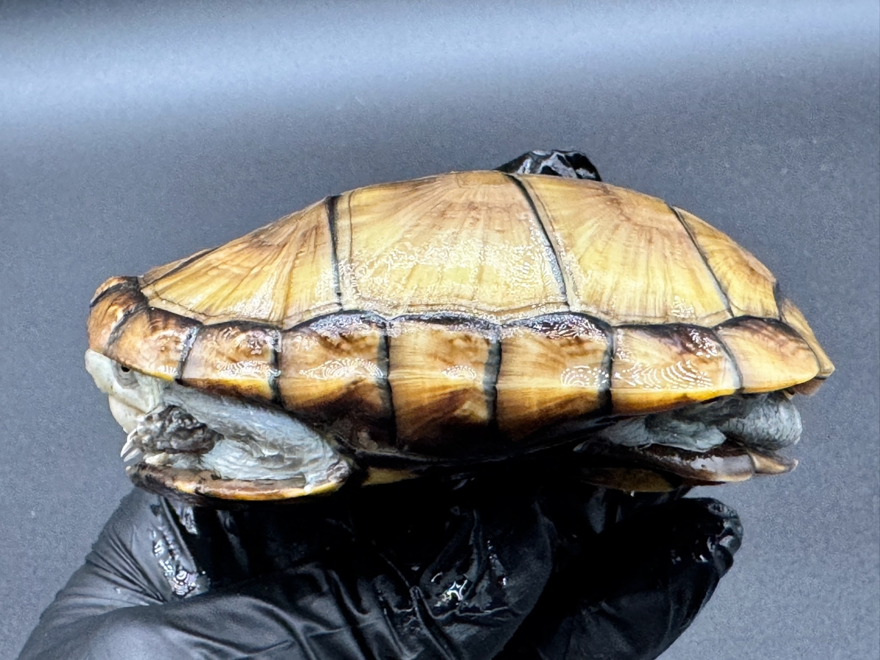 アラモスドロガメ　Ｄ(3)