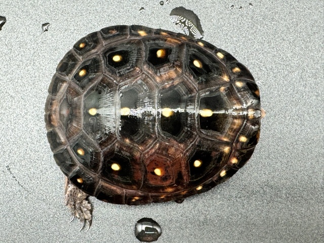 キボシイシガメ　Ｇ