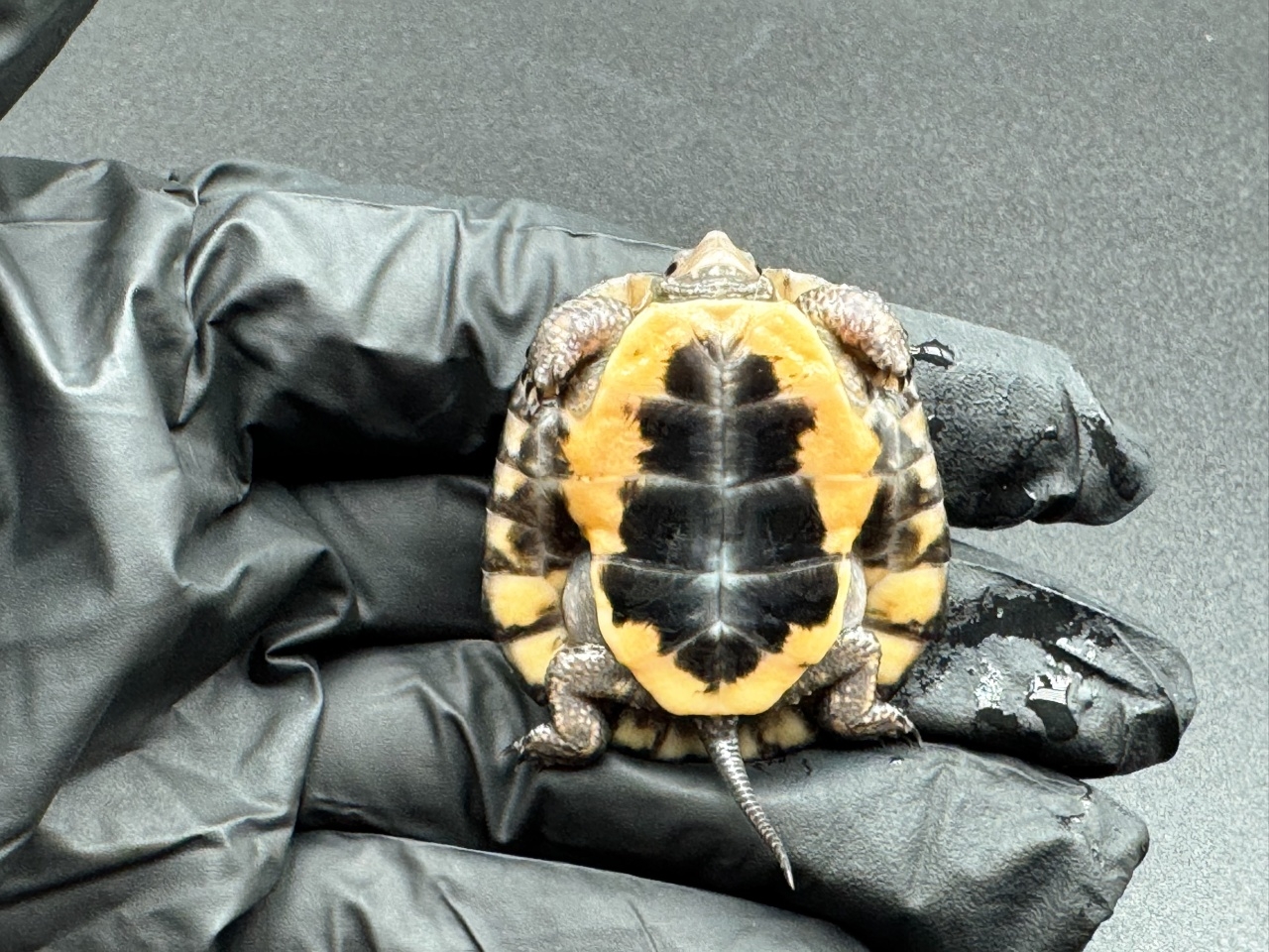 キボシイシガメ　Ｂ(4)