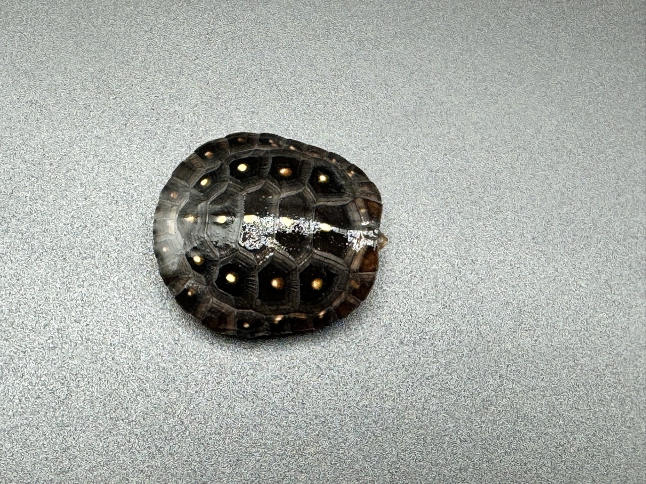 キボシイシガメ　Ｈ(1)