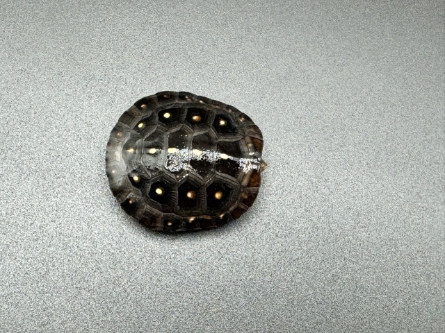 キボシイシガメ　Ｈ