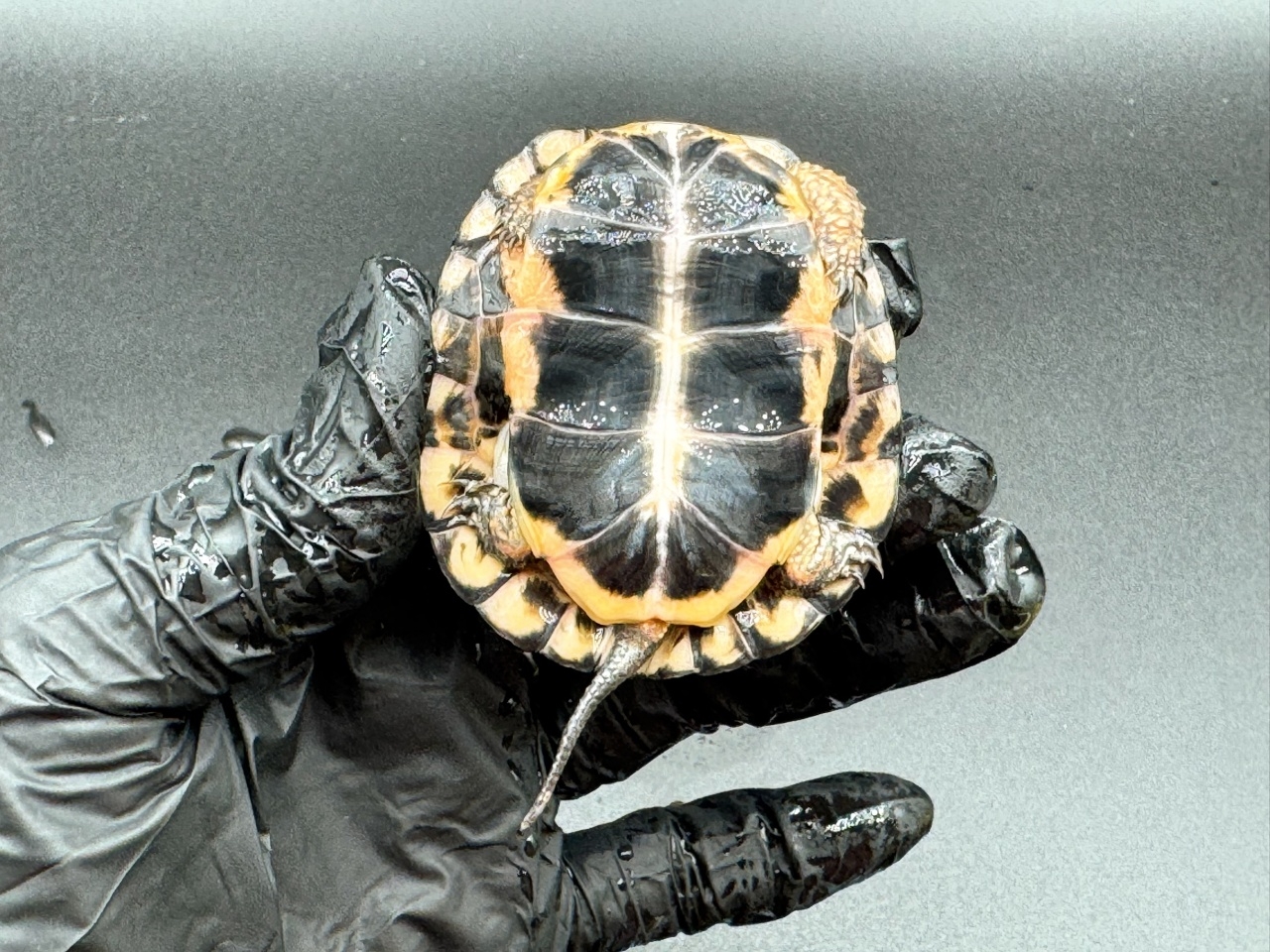 キボシイシガメ　Ｄ(4)