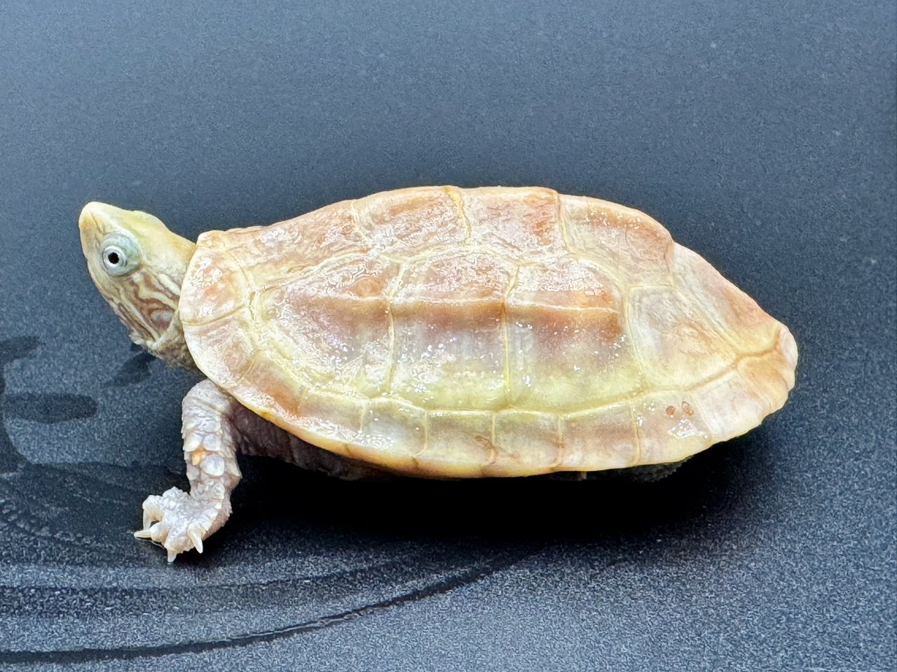 クサガメ（T+アルビノ）　Ｂ(3)