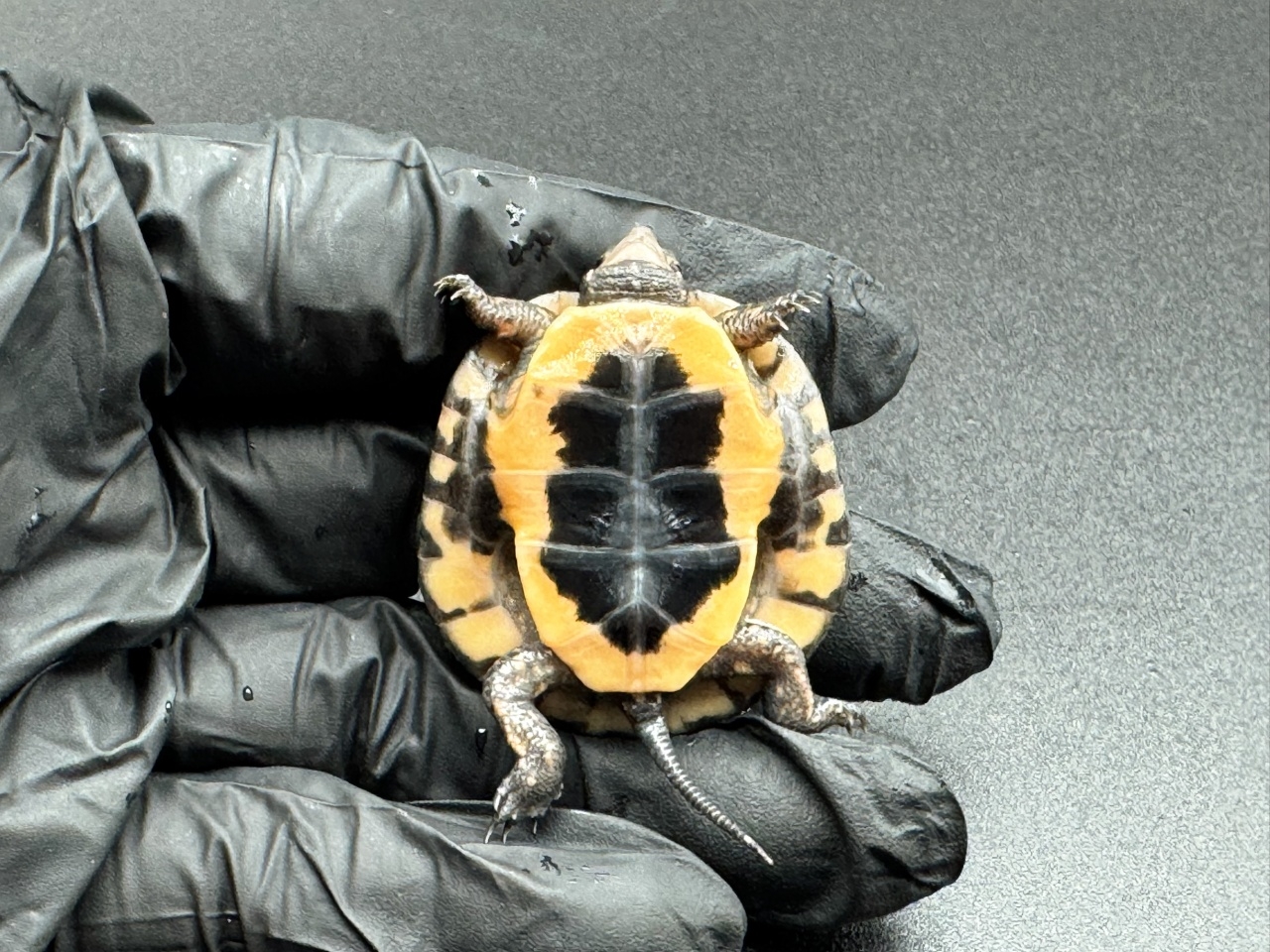 キボシイシガメ　Ｅ(4)