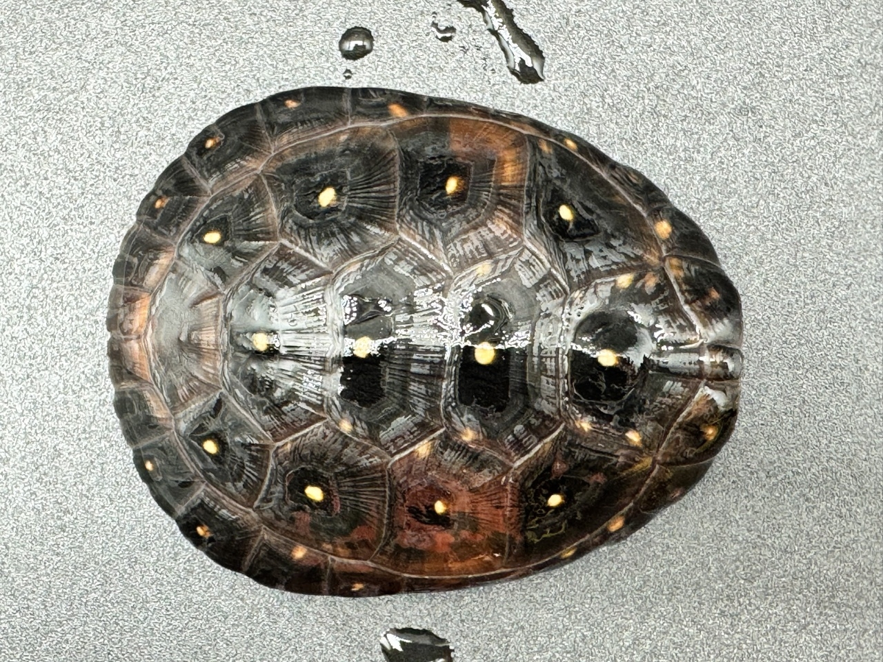 キボシイシガメ　Ｃ(1)