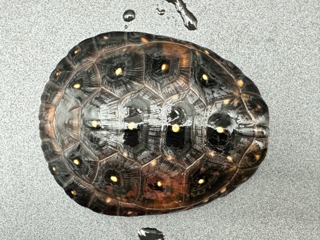 キボシイシガメ　Ｃ