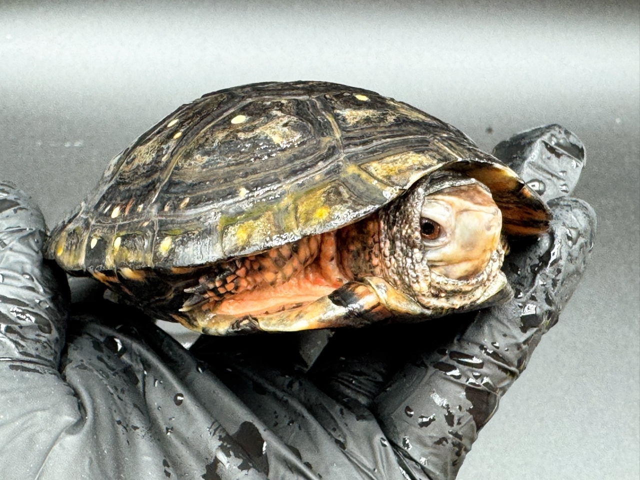 キボシイシガメ　Ｍ(3)