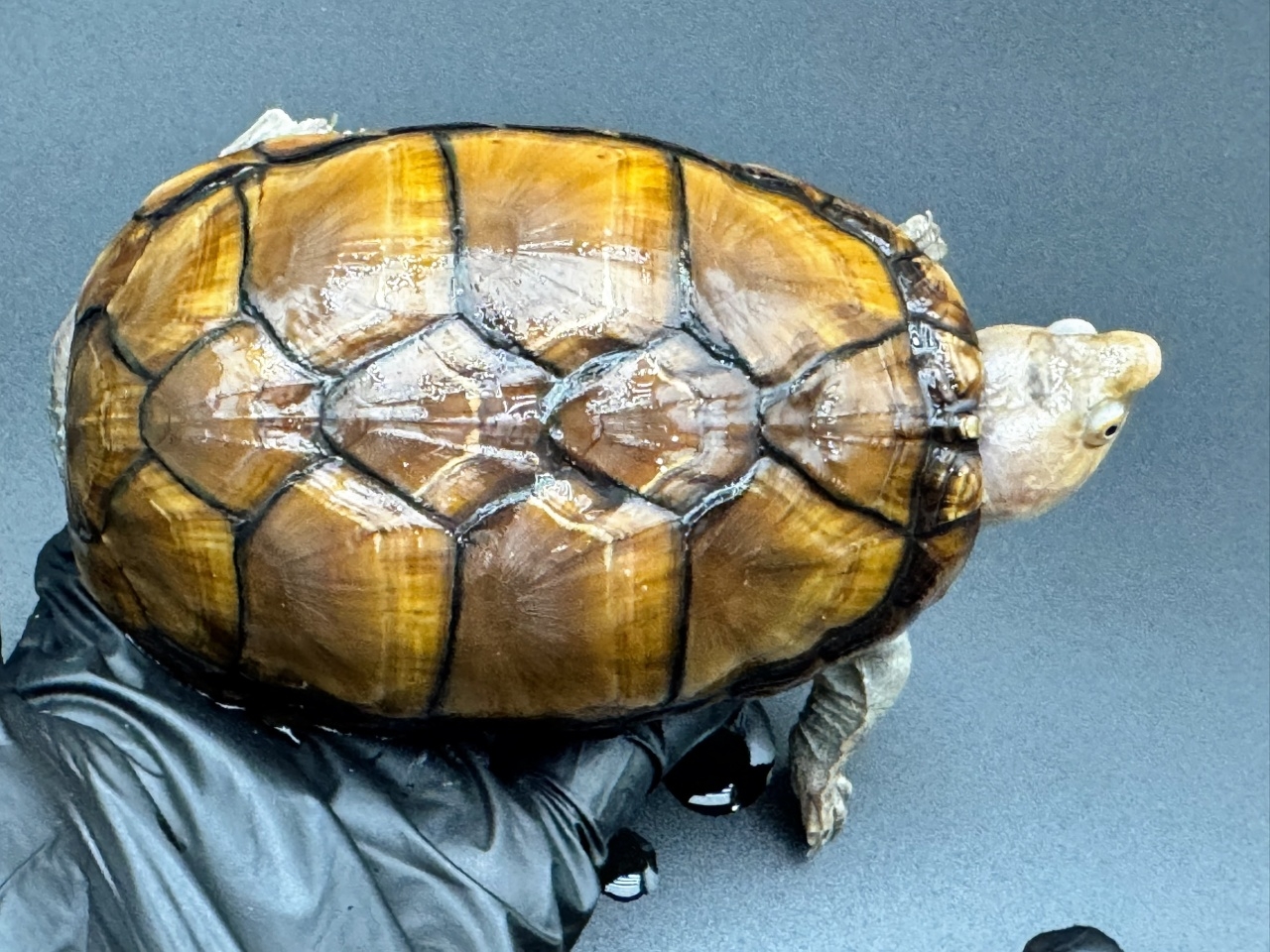 アラモスドロガメ　Ｉ(1)