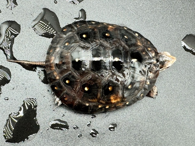 キボシイシガメ　Ｋ