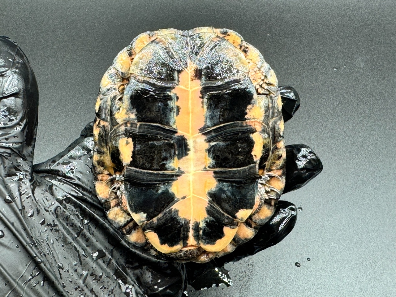 キボシイシガメ　Ｍ(4)