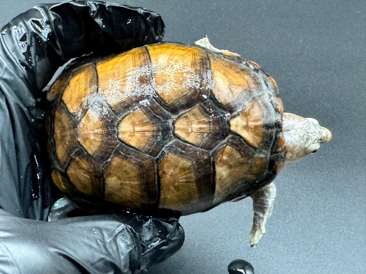 アラモスドロガメ　Ｃ(1)