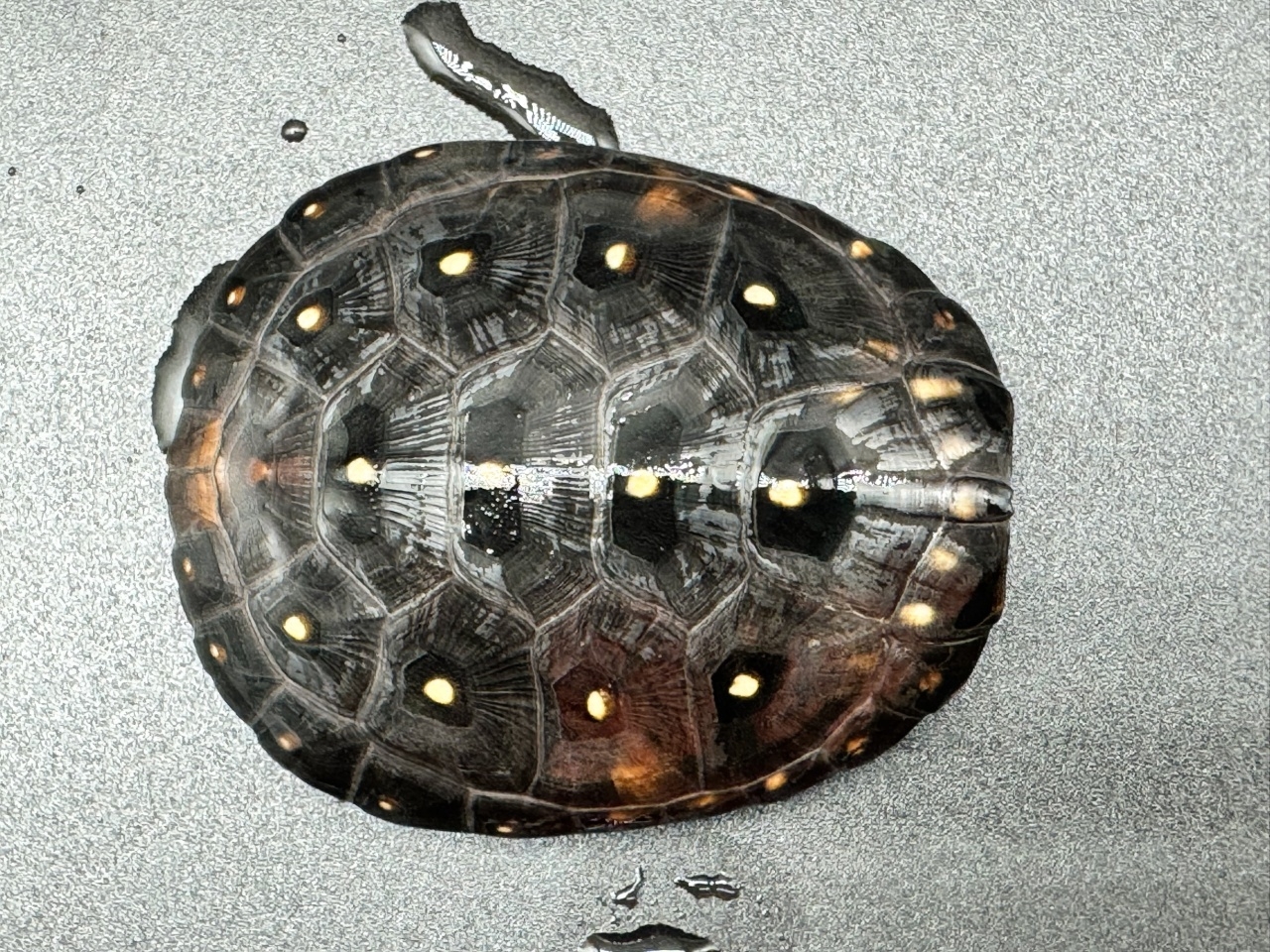 キボシイシガメ　Ｄ(1)