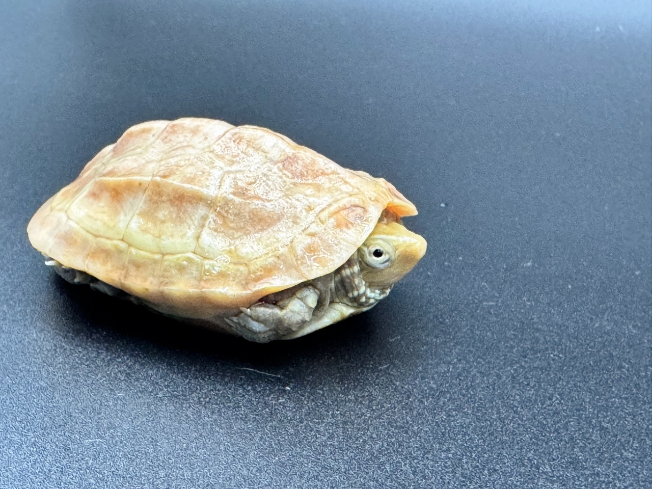 クサガメ（T+アルビノ）　Ａ(4)