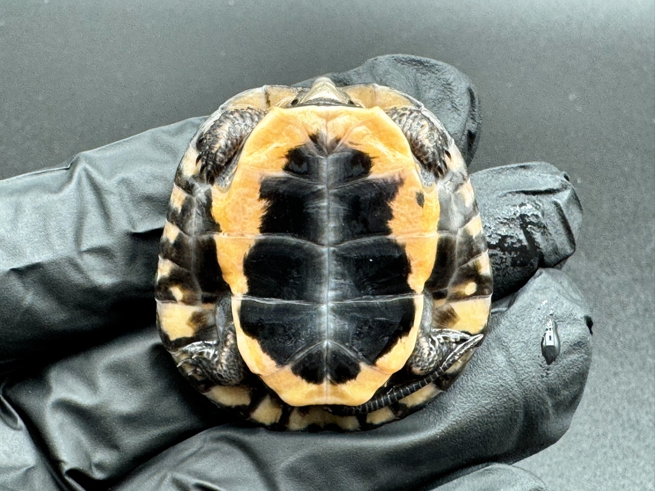 キボシイシガメ　Ａ(4)