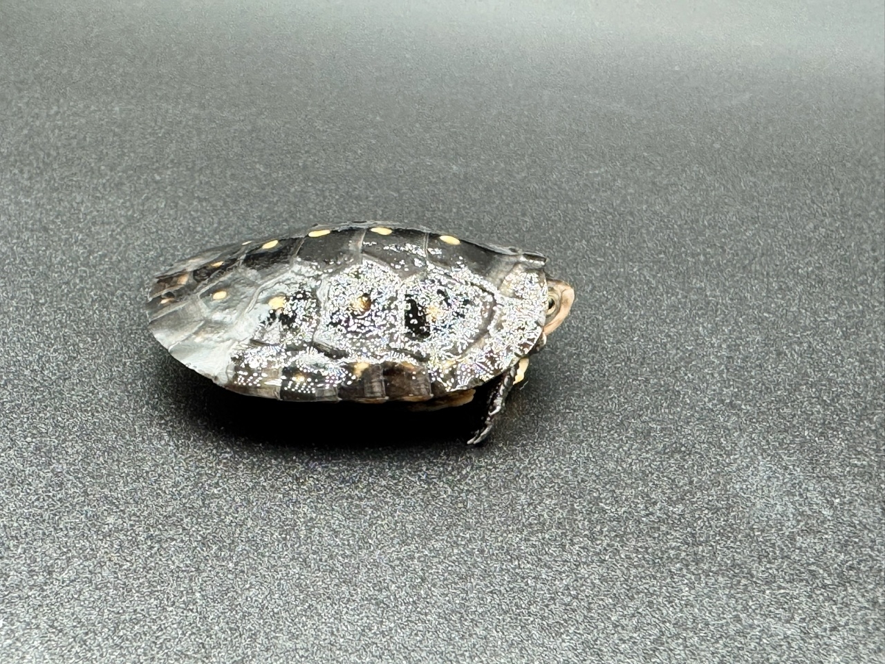 キボシイシガメ　Ｈ(2)