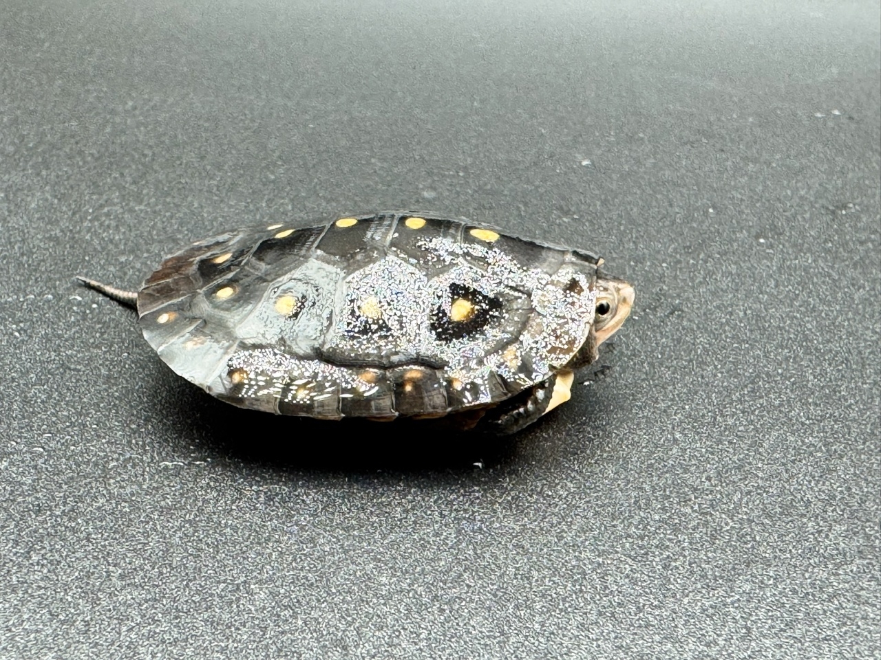 キボシイシガメ　Ｌ(2)