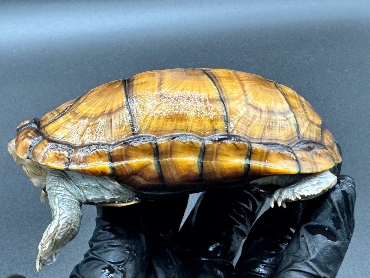 アラモスドロガメ　Ｅ(3)