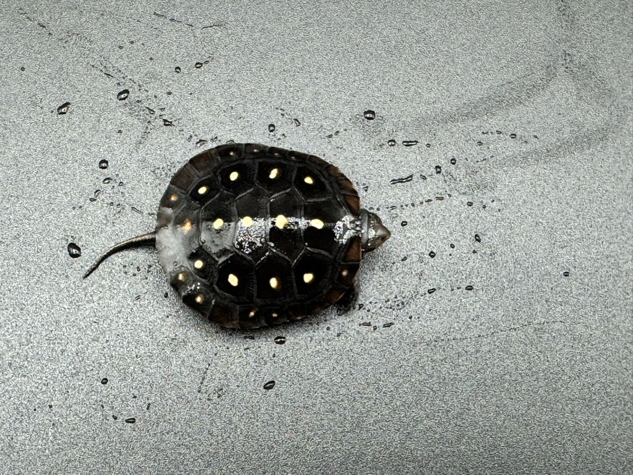 キボシイシガメ　Ｅ(1)