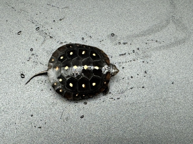 キボシイシガメ　Ｅ