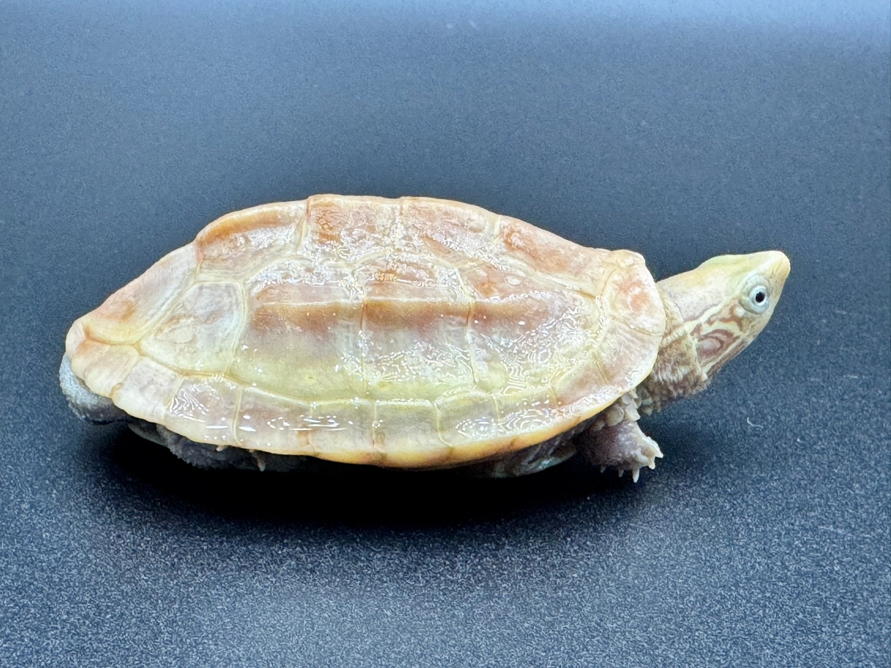 クサガメ（T+アルビノ）　Ｂ(2)