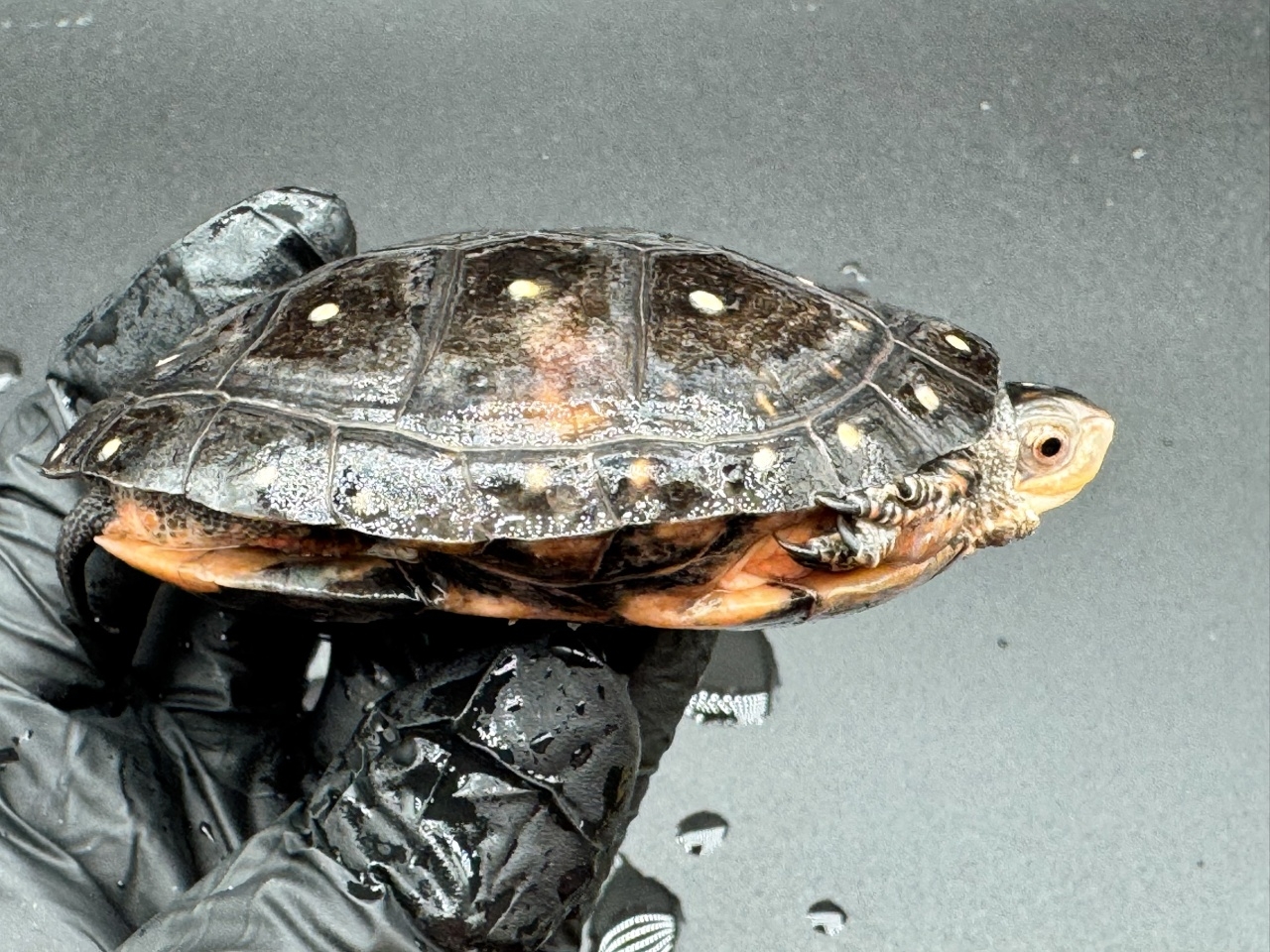 キボシイシガメ　Ｌ(2)