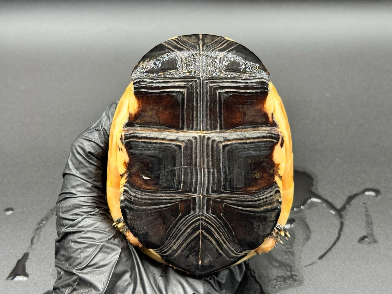 チュウゴクセマルハコガメ　Ａ(5)