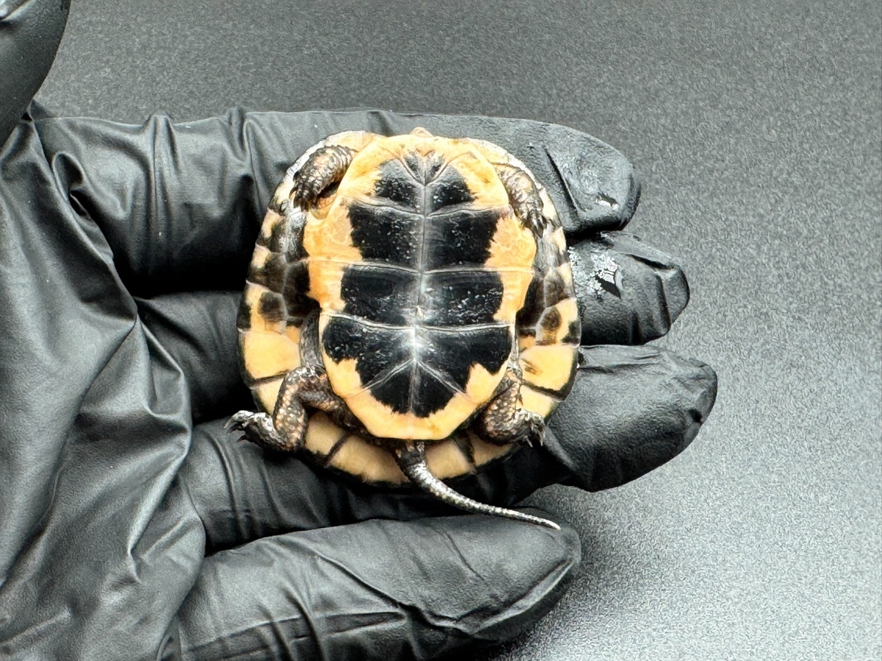 キボシイシガメ　Ｈ(4)