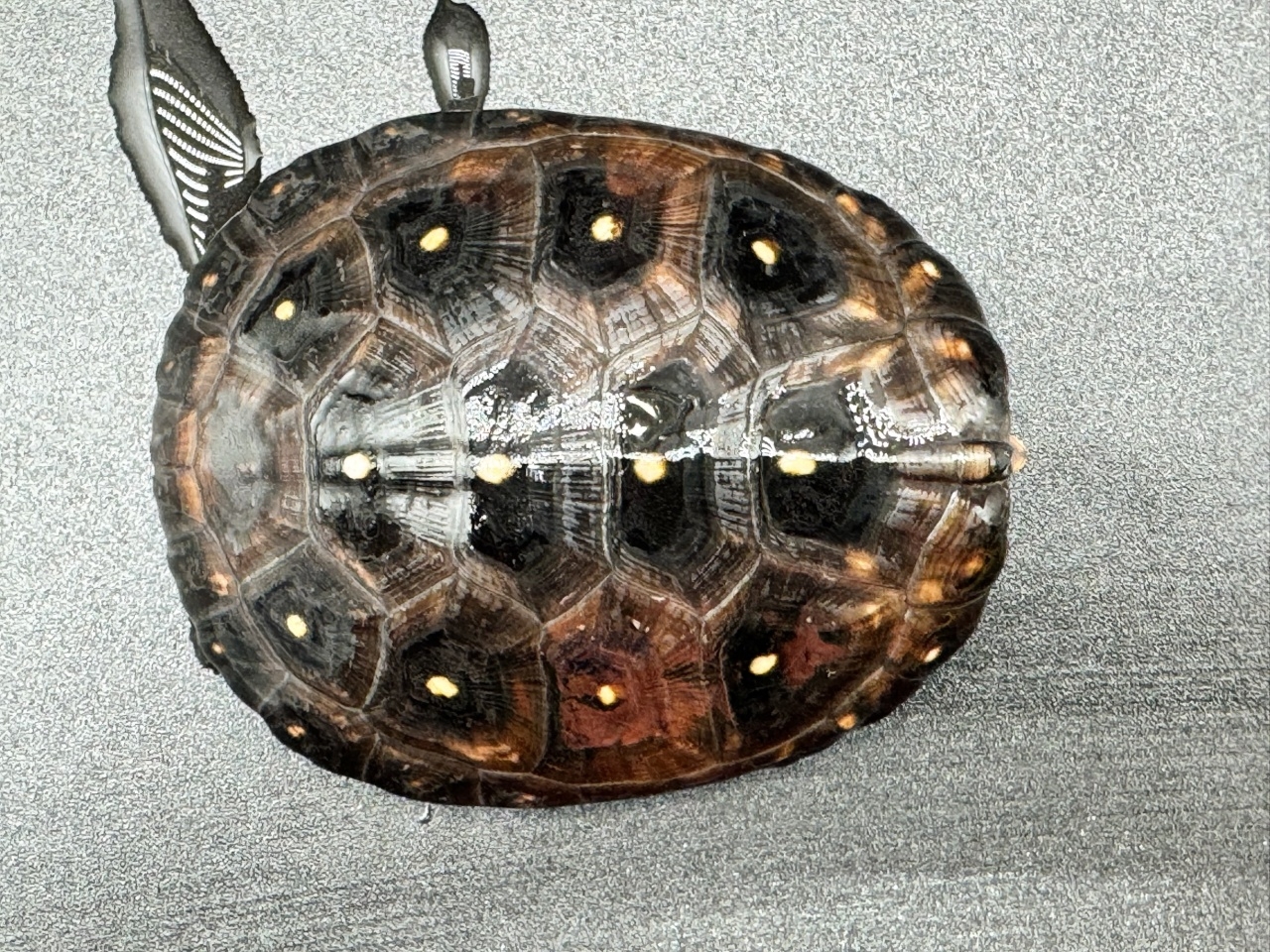 キボシイシガメ　Ｂ(1)