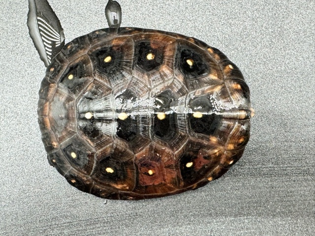 キボシイシガメ　Ｂ