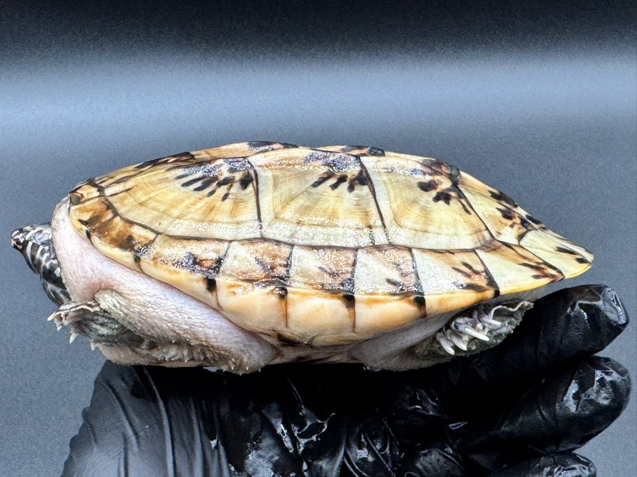 ジャイアントマスクタートル（ホワイトマーブル）　Ａ(3)